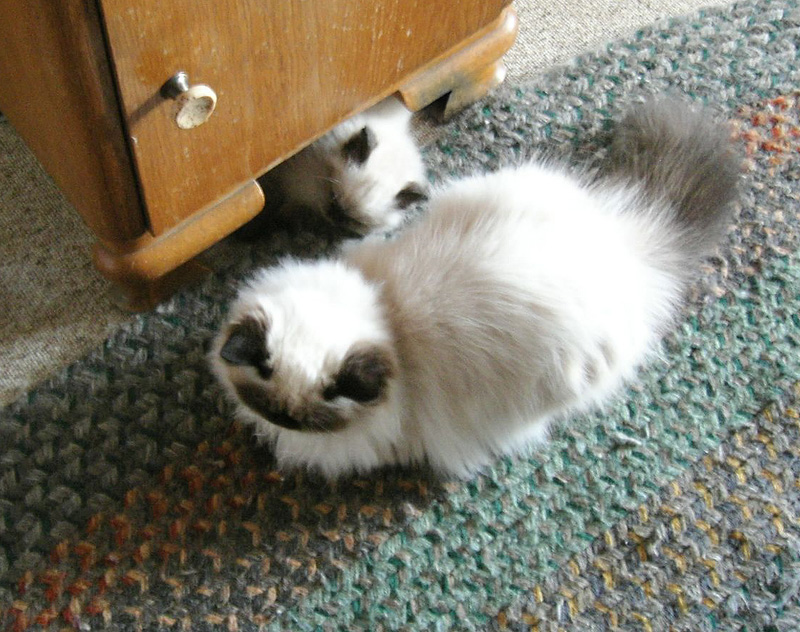 w2977 Bebe stands guard as MG naps.jpg 243.3K